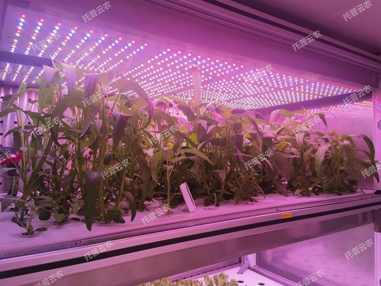 植物工廠(chǎng)